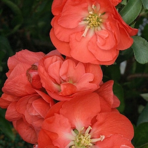 DOUBLE TAKE® Orange - PPAF - Flowering Quince - 4" Pot - Proven Winners