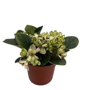 Little Trio Miniature African Violet - Saintpaulia ionantha - 2.5" Pot - Collector's Series