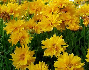 Sunray Coreopsis Perennial - 30 Seeds, 175 mg