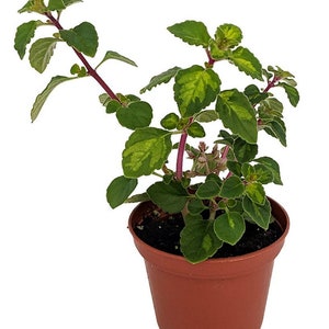 Lemon Lime Kandy Kisses Plant - Hemizygia - 2.5" Pot - Easy to Grow House Plant