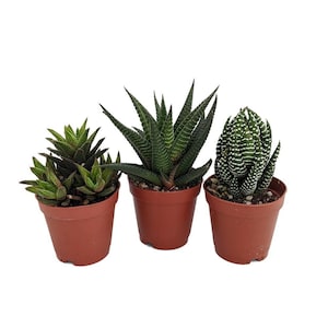 SUPER SALE - Haworthia Collection 3 Plants - 2" Pot