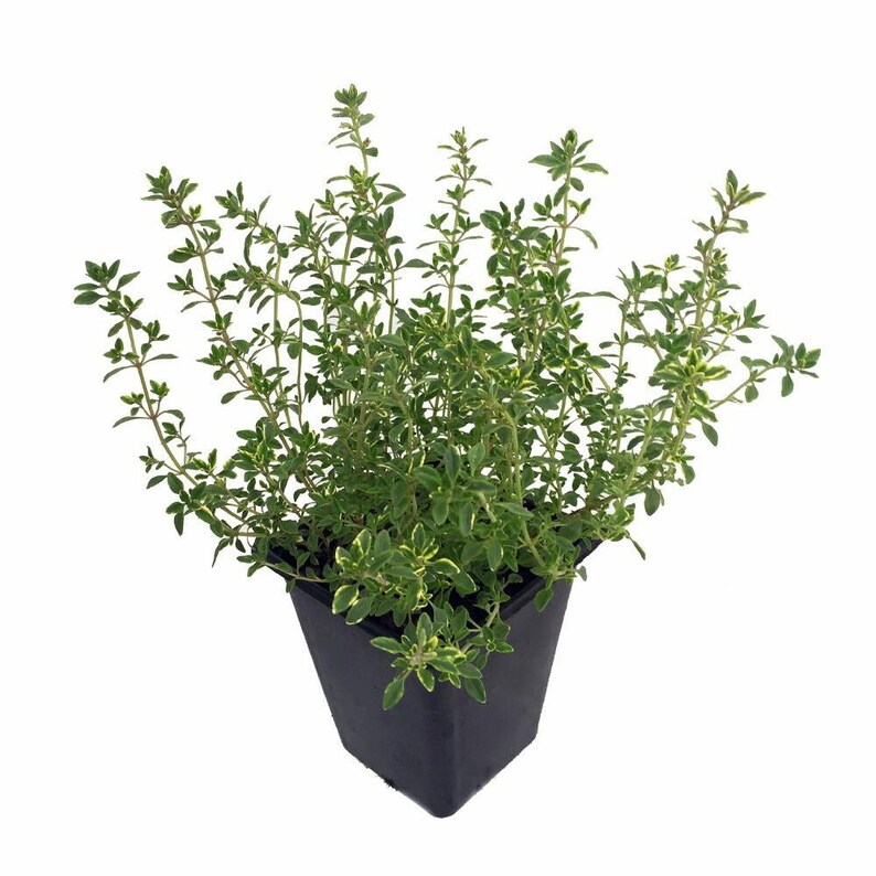 lemon thyme plant lemon thyme plant