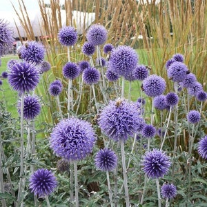 Globe Thistle Perennial - Echinops Ritro - 50 Seeds