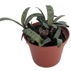 Silver Squill/Leopard Plant - Ledebouria socialis - 2.5" Pot -  Easy Houseplant