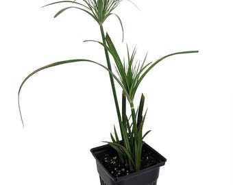 Dwarf Egyptian Papyrus Plant - Cyperus - Live Plant - 2.5" Pot