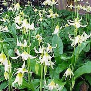 White Pagoda Violet 10 Seeds - Erythronium - Perennial