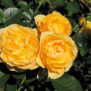 Julia Child Rose Bush - Butter Yellow - 4" Pot Bild 2