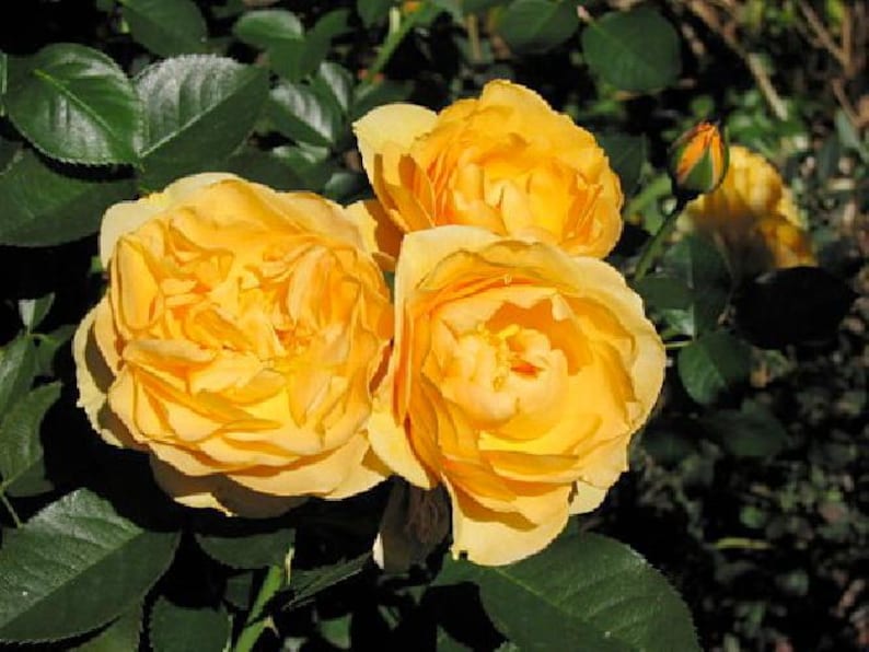 Julia Child Rose Bush - Butter Yellow - 4" Pot Bild 2