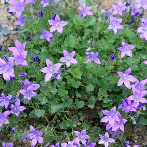 Birch Hybrid Siberian Bellflower - Campanula Birch Hybrid - Quart Pot