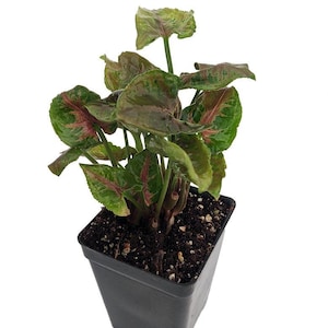 Pink Fairy Arrowhead Plant - Syngonium - Nepthytis - 2.5&quot; Pot - Fairy Garden