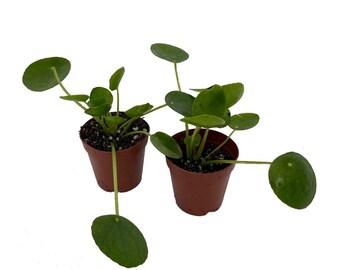 Hirt's Gardens Chinese Money Plant - Pilea peperomiodes - 2 Plants in 2" Pots