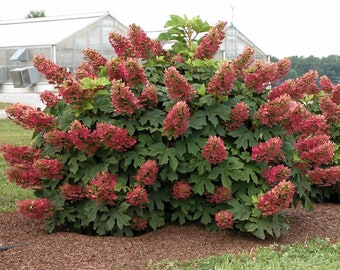 Ruby Slippers - Dwarf Oakleaf Hydrangea Bush - 4" Pot