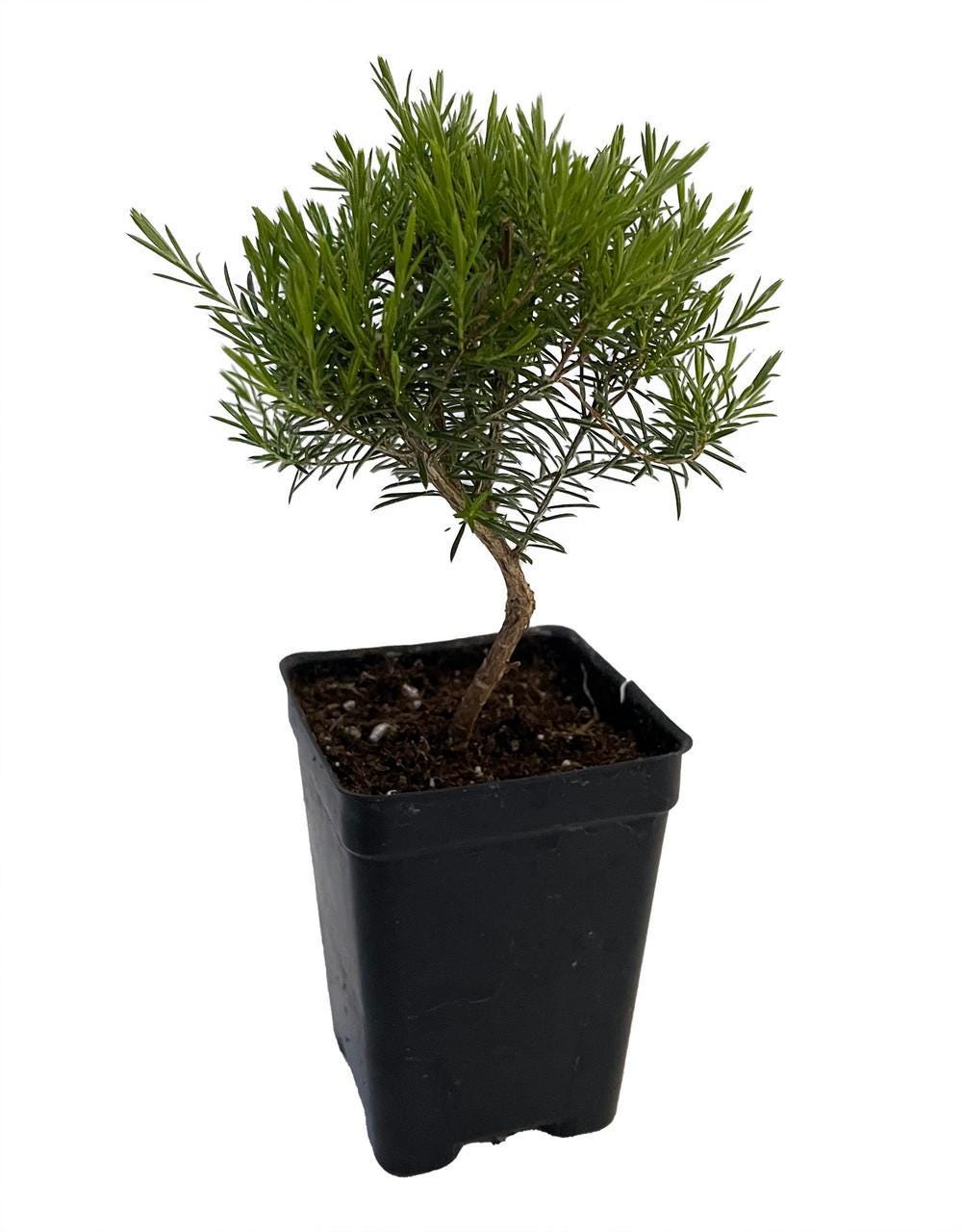 Breath of Heaven Confetti Tree - Coleonema pulchellum  - 2.5" Pot