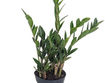 Rare Dwarf ZZ Plant - Zamioculcas Zamicro - Easy to Grow House Plant - 4" Pot