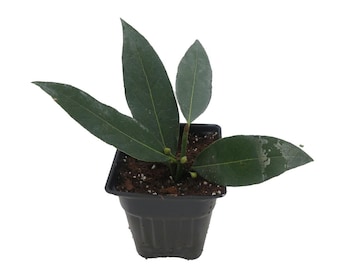 Ohio Grown Sweet Bay Laurel Herb - Laurus nobilis- 4"  Pot
