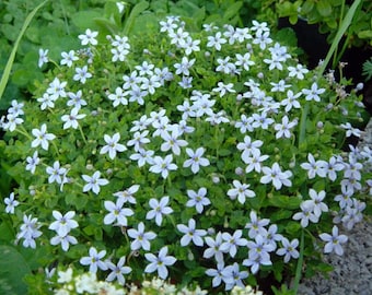 Baby Blue Star Carpet Plant - Pratia pedunculata  - 2.5" Pot -Fairy Garden Plant