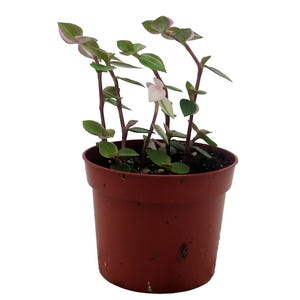 Bolivian Pink Jewel -Turtle Vine - Inch Plant - Callisia Repens Var. - 2.5" Pot