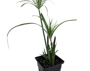 Dwarf Egyptian Papyrus Plant - Cyperus - Live Plant - 2.5" Pot