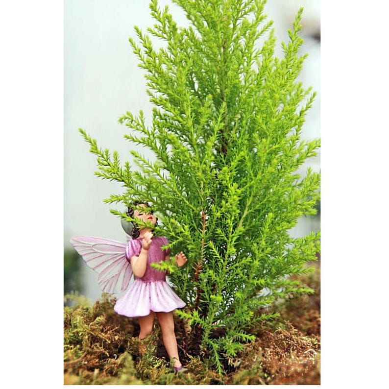 Lemon Scented Goldcrest Cypress Tree - Indoors/Out/FairyGarden - 2.5" Pot image 3