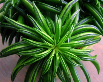 Happy Green Bean Peperomia-Peperomia ferreyrae- Easy to Grow Houseplant-2.5" Pot