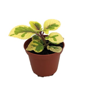 Lemon & Lime Swedish Ivy Plant - Plectranthus ciliatus - 2.5" Pot