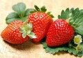 Albion Everbearing Strawberry 25 Bare Root Plants - NEW! Extra Large & Sweet