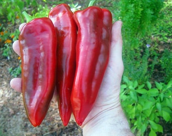 Giant Marconi Pepper Plant - Italian - Sweet Red - 2.5" Pot