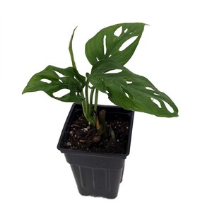 Swiss Cheese Plant - Monstera adansonii - Easy to Grow Old Favorite - 2.5" Pot