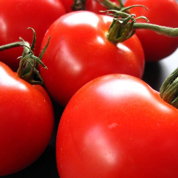 Creole Tomato Plant - Louisiana Heirloom - Some Like It Hot - 2.5" Pot