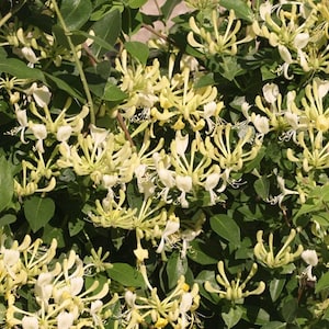 Scentsation Honeysuckle - Proven Winner - Lonicera - Very Fragrant - 4&quot;  Pot