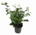 Ohio Grown Arabian Tea Jasmine Plant - Maid of Orleans - 4" Pot