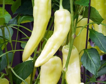 Sweet Banana Pepper Plant - 4" Pot - Heirloom