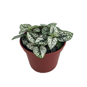 White Splash Polka Dot Plant - Hypoestes - 3.5" Pot - Colorful House Plant