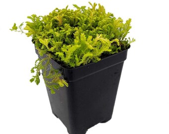 Golden Spikemoss - Selaginella kraussiana aurea-Terrarium/Fairy Garden- 2.5" Pot