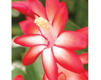 Caribbean Dancer Christmas Cactus Plant - Zygocactus - 2" Pot