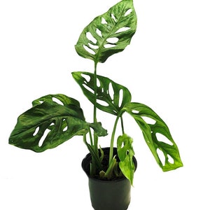 Swiss Cheese Plant - Monstera adansonii - Easy to Grow Old Favorite - 4" Pot