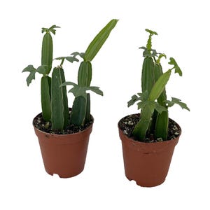 Veldt Grape Ivy - Devil&#39;s Backbone Herb - Cissus quadrangularis - 2 pack 2&quot; Pots