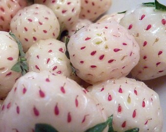 White Carolina Pineberry Plants - 50 Roots -Bareroot-Pineapple/Strawberry Flavor