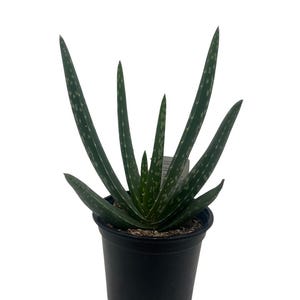 Aloe Vera - Medicine Plant - Burn Plant - Miracle Plant - Natural Healer -4" Pot