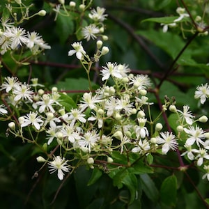 Clematis virginiana - Fall Blooming Love Vine - 2.5" Pot - Very Hard Vine