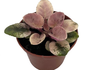 Scales Ukraine / Frosty Bubbles Miniature African Violet - 2.5" Pot - Variegated