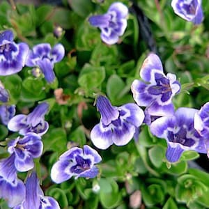 Blue Monkey Flower - Lindernia - 2.5" Pot - Terrarium/Fairy Garden/Houseplant