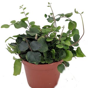Button Fern - Pellaea rotundifolia - Unusual - 2.5" Pot