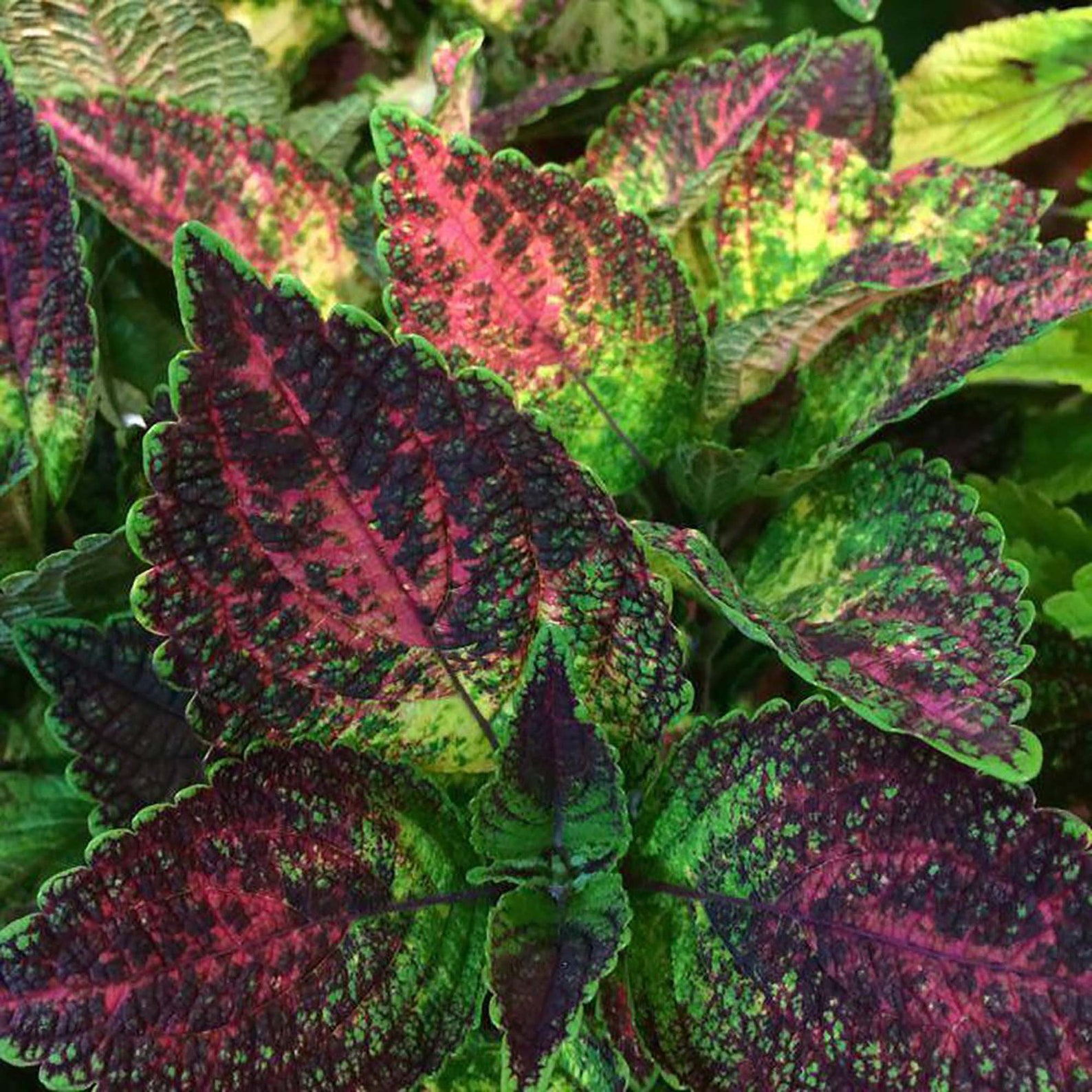 Tapestry Solenostemon/Coleus Vibrant Foliage 2.5 Pot Etsy