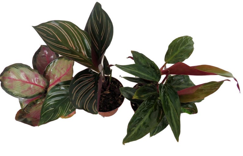 Calathea Assortment - 3 Pack in 2" Pots - Thumbnail 2