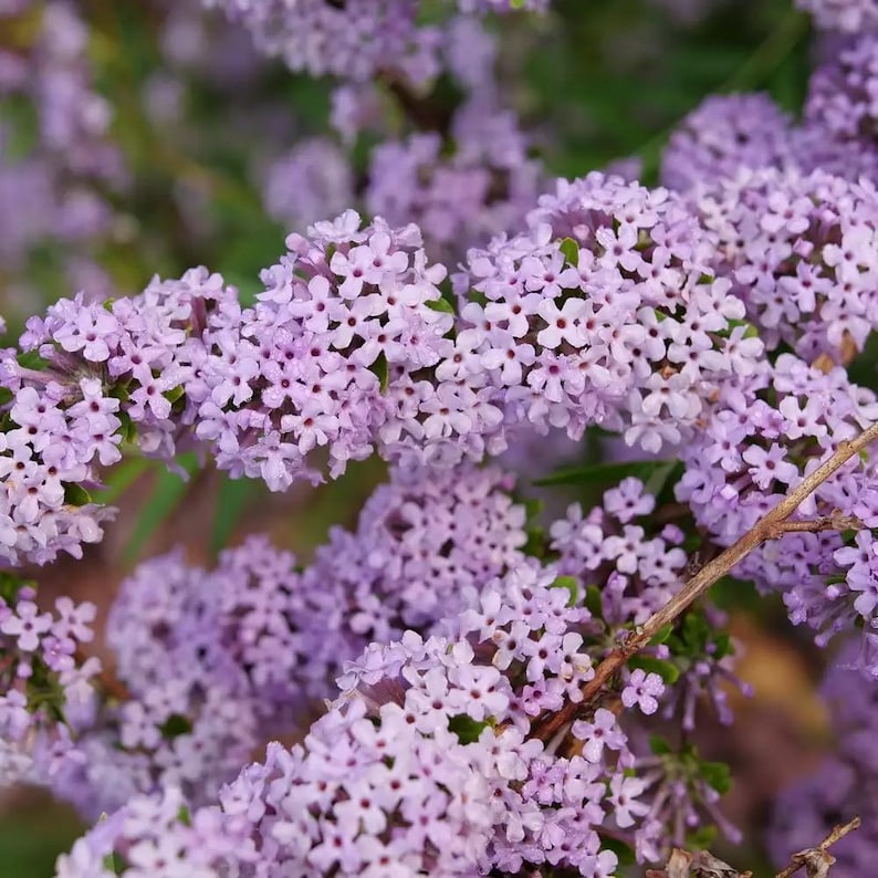 Proven Winners Mop Top Fountain Butterfly Bush - Thumbnail 5
