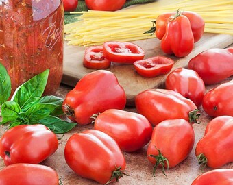 San Marzano Tomato Plant - Heirloom Paste Tomato - 2.5" Pot