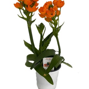 Sun Star of Bethlehem Plant -Ornithogalum- Indoors/Out - 4" Pot