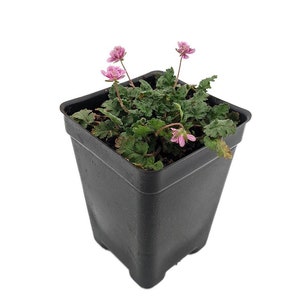 Double Pink Fairy Erodium - Cranesbill/Alpine Geranium -2.5" Pot - Fairy Garden