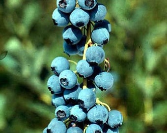 Bluejay Blueberry Plant - Edible Landscape Plant - 2.5" Pot